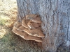 Fungus on Oak_1